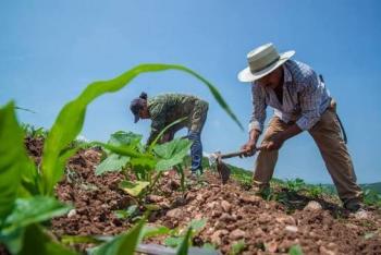 EU reanuda actividades agr&iacute;colas en todo Michoac&aacute;n e inspecci&oacute;n de aguacate para exportaci&oacute;n