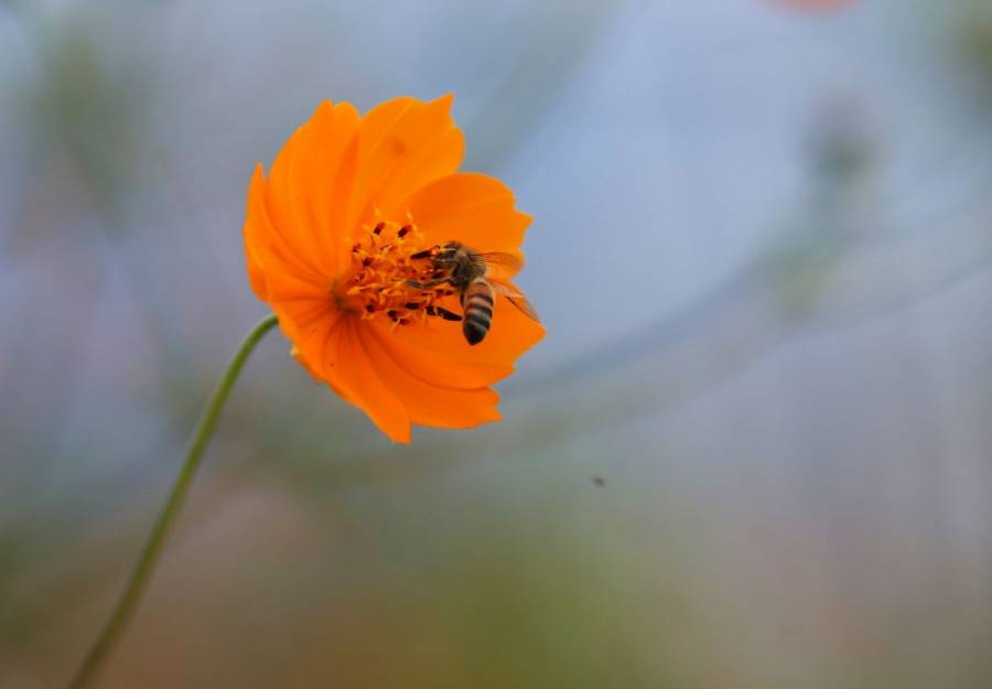 Enjambre de abejas deja a seis personas con atención médica en Guasave