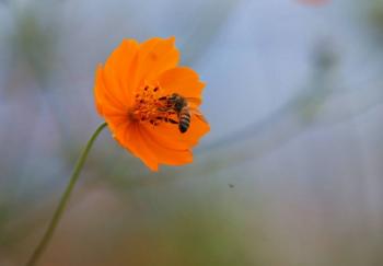 Enjambre de abejas deja a seis personas con atenci&oacute;n m&eacute;dica en Guasave