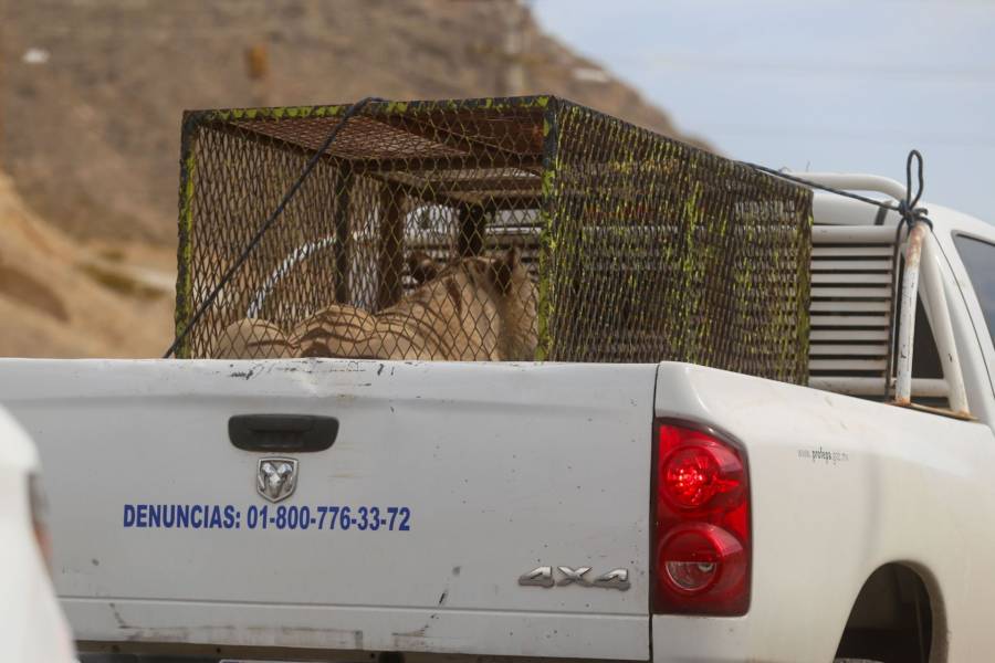 Aseguran dos ejemplares de fauna silvestre durante cateo en Ciudad Juárez