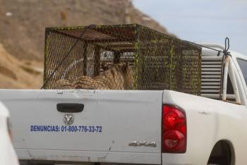 Aseguran dos ejemplares de fauna silvestre durante cateo en Ciudad Ju&aacute;rez