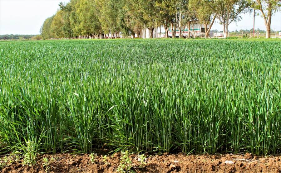 Publica AGRICULTURA mecánica operativa para incentivo al trigo panificable
