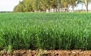Publica AGRICULTURA mec&aacute;nica operativa para incentivo al trigo panificable