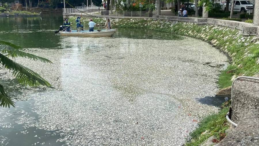 Cientos de peces muertos en la Laguna de las Ilusiones por fenómeno natural