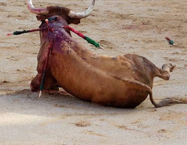Exigen via Change a director de Animal Heroes transparentar recursos utilizados contra la tauromaquia