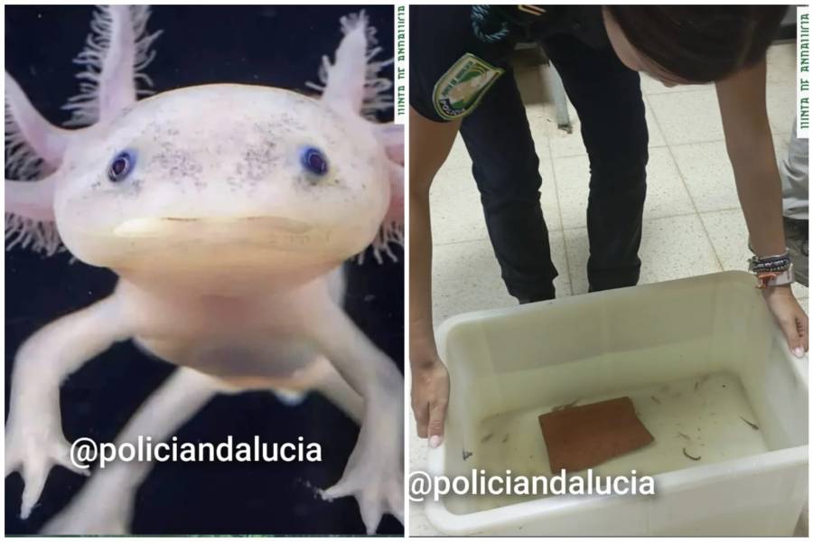 Autoridades en Granada incautan 29 ajolotes mexicanos vendidos ilegalmente y los trasladan a un centro de conservación en Cádiz