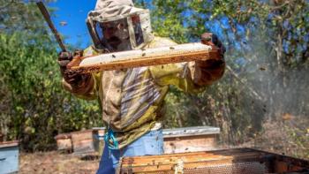 M&eacute;xico, noveno exportador global de miel: AGRICULTURA