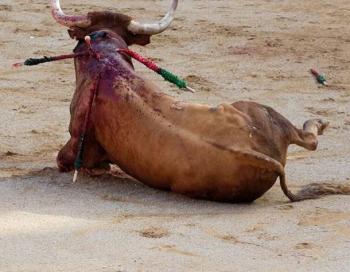 Exigen via Change a director de Animal Heroes transparentar recursos utilizados contra la tauromaquia