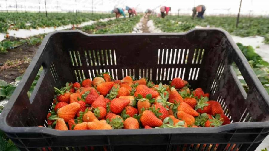 Estados Unidos acusa a exportadores mexicanos de dumping en fresa de invierno