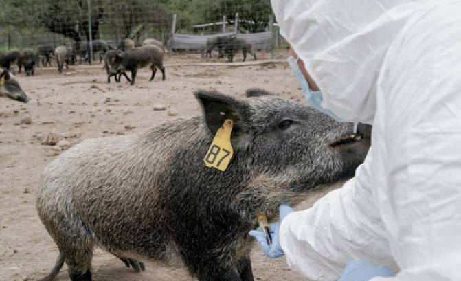 Senasica y FedMVZ celebran a médicos veterinarios zootecnistas y entregan reconocimientos