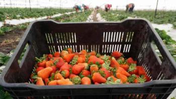 Estados Unidos acusa a exportadores mexicanos de dumping en fresa de invierno