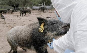 Senasica y FedMVZ celebran a m&eacute;dicos veterinarios zootecnistas y entregan reconocimientos
