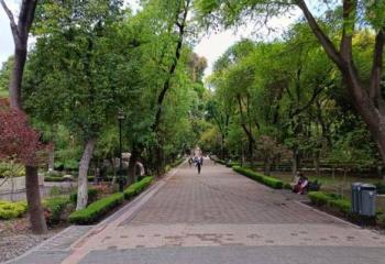 Preparan inventario de &aacute;rboles en Quer&eacute;taro capital para conocer su estado de salud