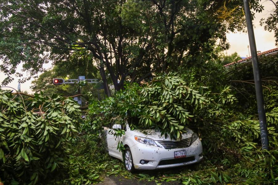 Árbol de 20 metros provoca afectaciones viales en Benito Juárez