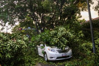 &Aacute;rbol de 20 metros provoca afectaciones viales en Benito Ju&aacute;rez