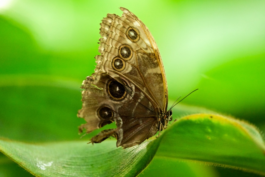 Altas temperaturas ponen en riesgo a colorida mariposa tropical, según estudio