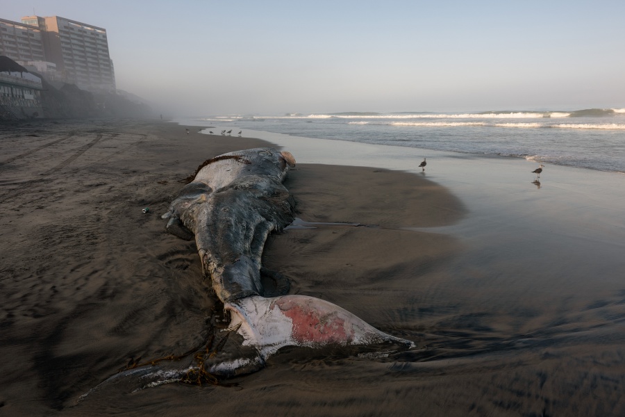 Hallan una ballena muerta en playas del Pacífico mexicano