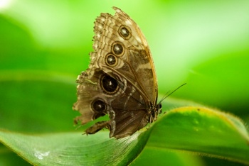 Altas temperaturas ponen en riesgo a colorida mariposa tropical, seg&uacute;n estudio