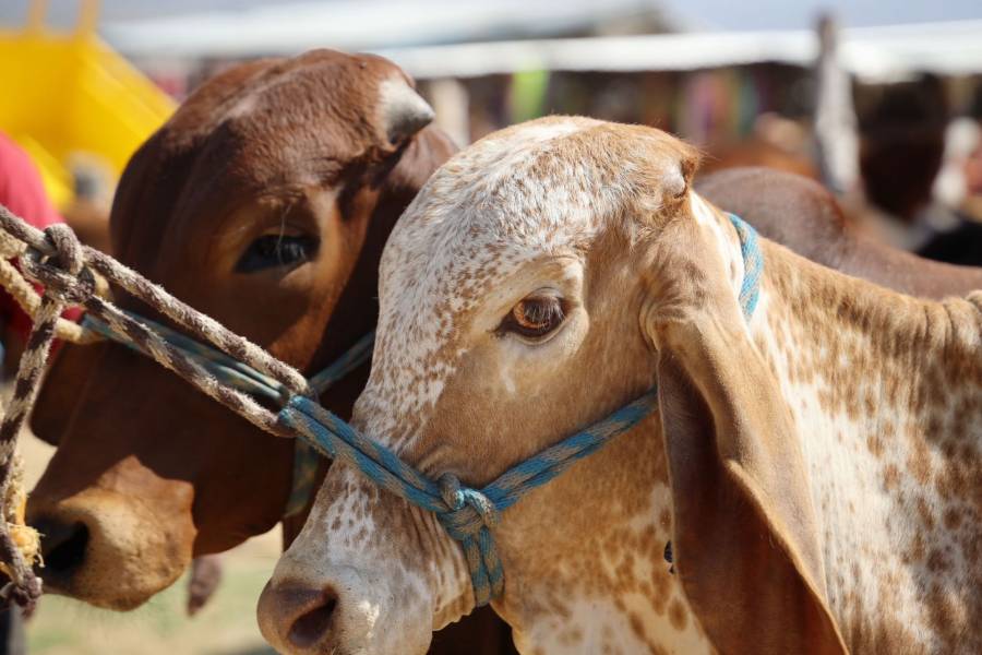 Sonora confirma siete casos de gusano barrenador; reabre exportación de ganado a EE.UU.