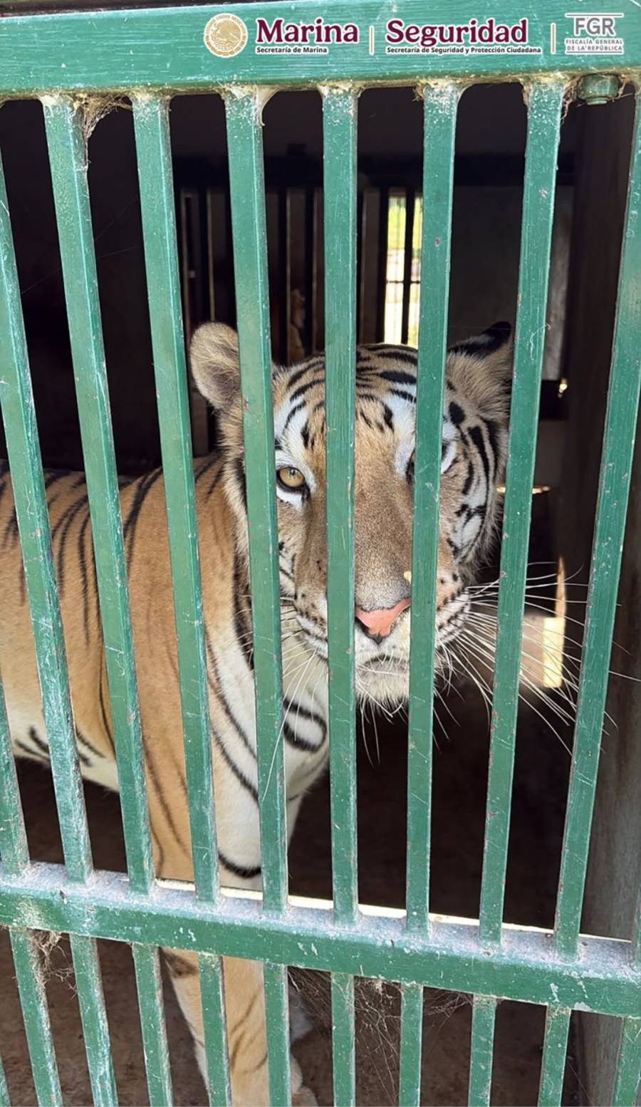 Operativo en Tamaulipas deja cinco inmuebles asegurados y más de 130 animales exóticos bajo resguardo