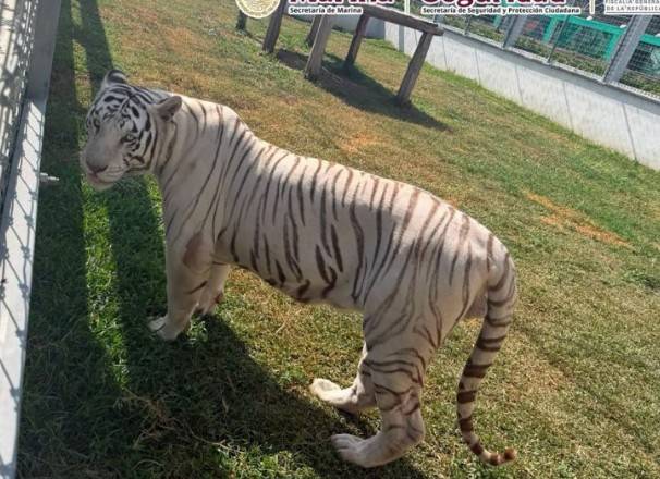 Hallan 130 animales ex&oacute;ticos durante cateos por huachicol en Tamaulipas