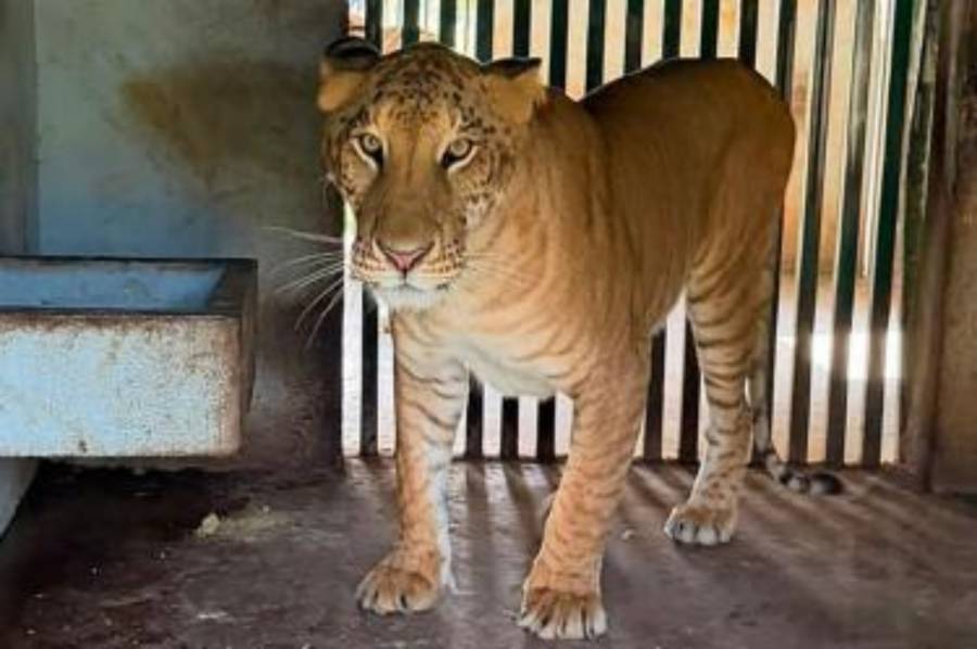Ligre hallado en Tamaulipas es un híbrido creado en cautiverio