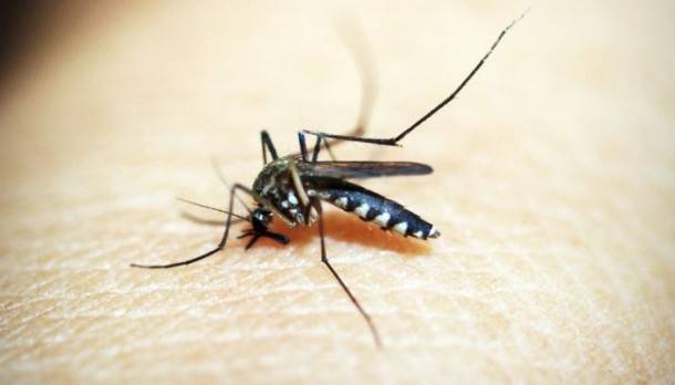 Secretaría de Salud pide eliminar criaderos de mosquitos para prevenir dengue