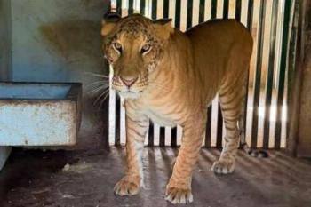Ligre hallado en Tamaulipas es un h&iacute;brido creado en cautiverio