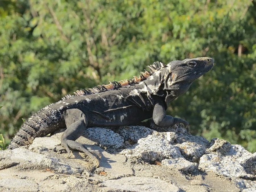 Juez de Ecuador ordena prisión para mujer rusa por presunto tráfico de iguanas