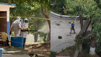Picaduras de abejas afectan a 14 alumnos en secundaria de Coyoac&aacute;n
