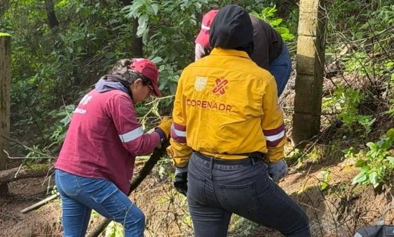 SEDEMA protege 32 hectáreas de suelo de conservación en La Magdalena Contreras
