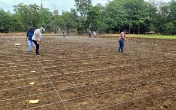 Inician evaluaciones de 123 l&iacute;neas de arroz del CIMMYT en Campeche