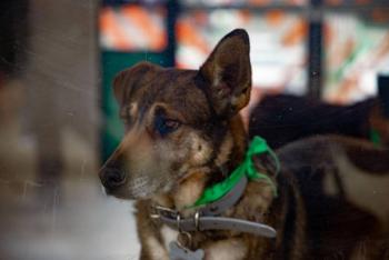 Ley de Bienestar Animal permanece sin avances por falta de acuerdos entre Morena y PVEM
