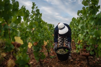 Francia registra su menor producci&oacute;n de vino desde 1957 por la sequ&iacute;a y las olas de calor