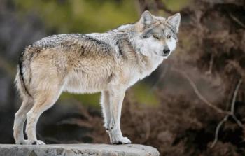 Sheinbaum critica decisi&oacute;n de Trump sobre protecci&oacute;n del lobo gris mexicano