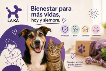 El bienestar de las mascotas requiere prevenci&oacute;n, adopci&oacute;n y cuidados integrales