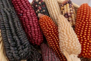 Sinaloa ajustar&aacute; apoyos para productores de ma&iacute;z