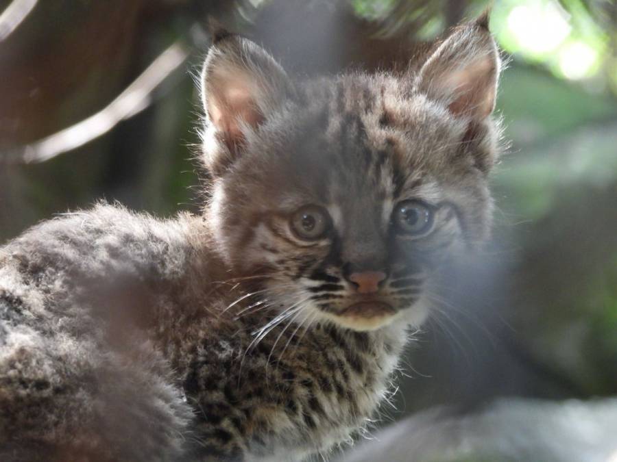 Nace por primera vez un lince rojo en Chapultepec   