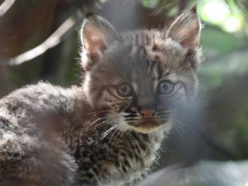 Nace por primera vez un lince rojo en Chapultepec