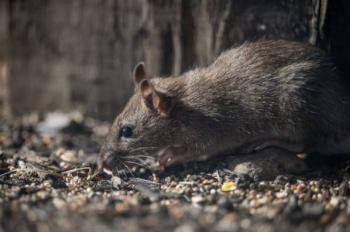 Rechaza Felifer que exista plaga de ratas en Centro Hist&oacute;rico