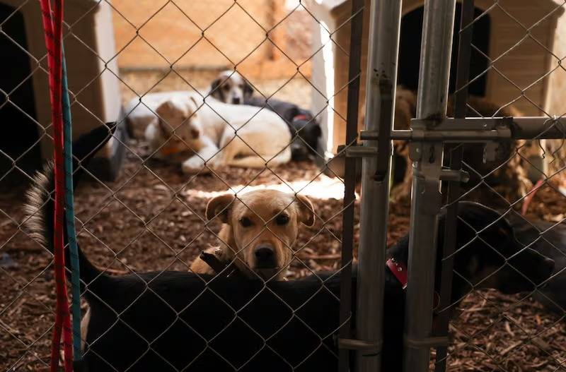 Inicia Programa de Adopción Responsable para que perritos encuentren un hogar seguro y permanente