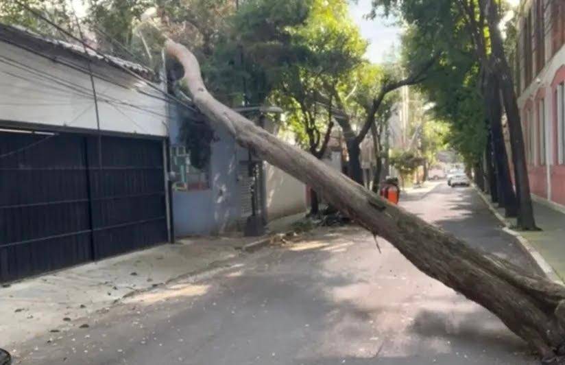 Árbol de 20 metros cayó sobre vivienda en Benito Juárez; no hubo lesionados  