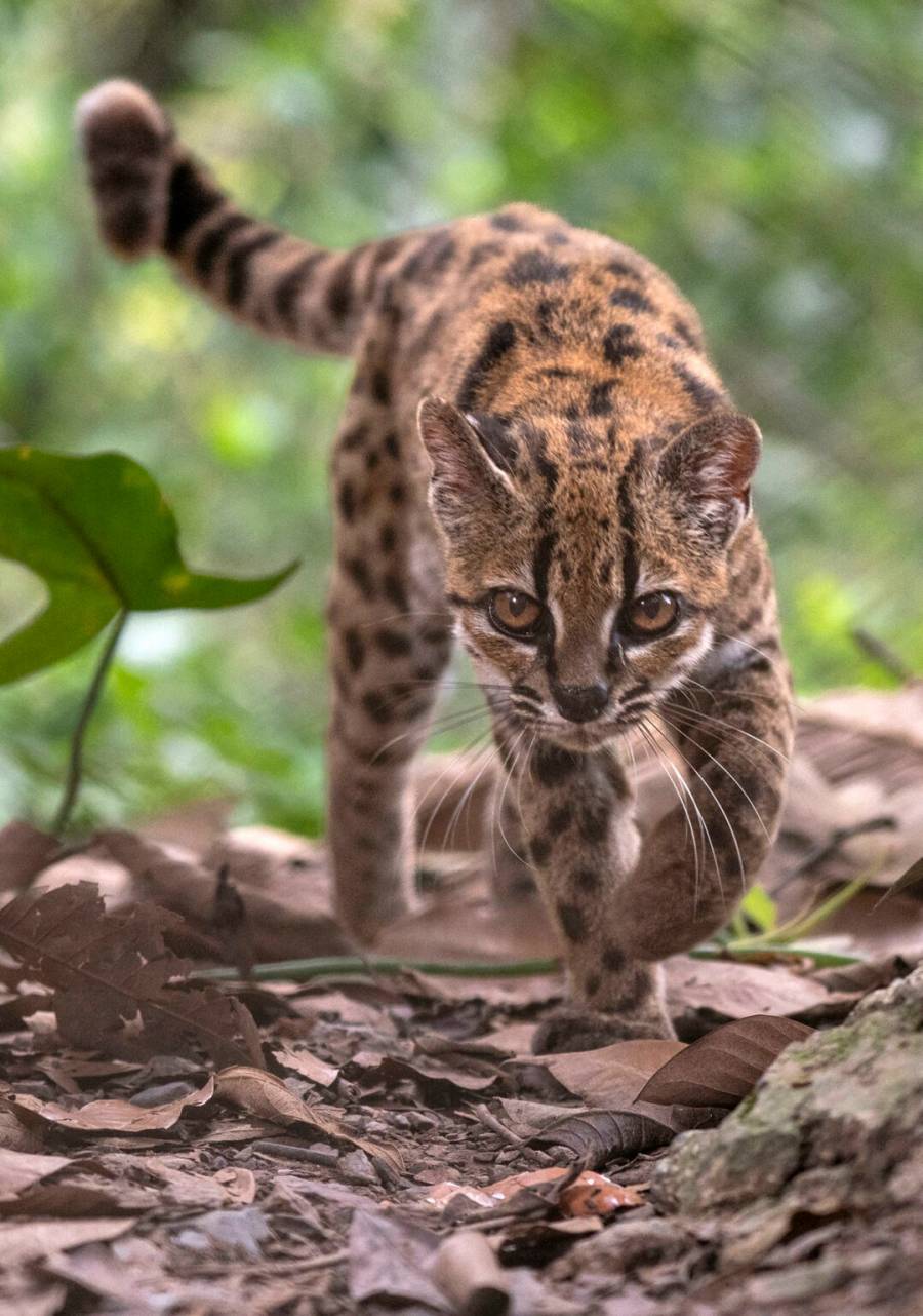 Científicos descubren nueva especie de felino en Bolivia: Leopardus tilcayo   