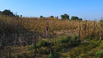 Conquista Ciudad de Meacutexico Premio Internacional Ciudad Verde 2026 por el programa Alteacutepetl Bienestar