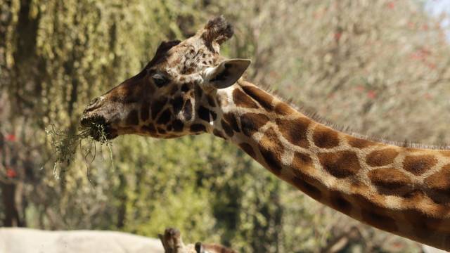 SEDEMA lamenta el fallecimiento de “Fortunata”, una de las jirafas más longevas  