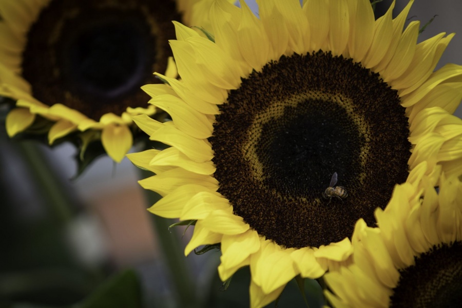 El 21 de septiembre y la tradici&oacute;n de regalar flores amarillas