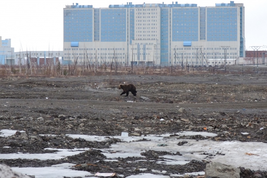Los ataques de osos en Siberia dejan seis muertos en un mes