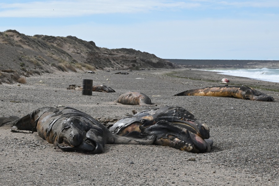 Investigan la muerte de cientos de ballenas en la Patagonia argentina
