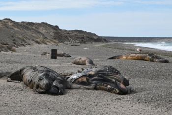 Investigan la muerte de cientos de ballenas en la Patagonia argentina
