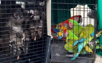 Aseguran 17 ejemplares de vida silvestre en un balneario de Oaxaca